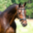 dressage horses for sale